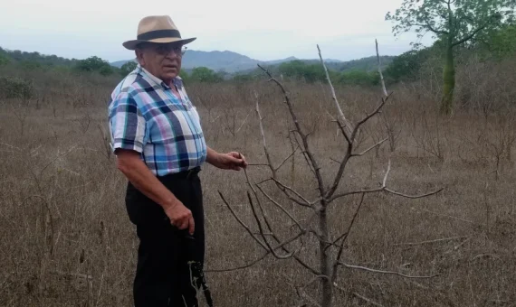palo santo en ecuador